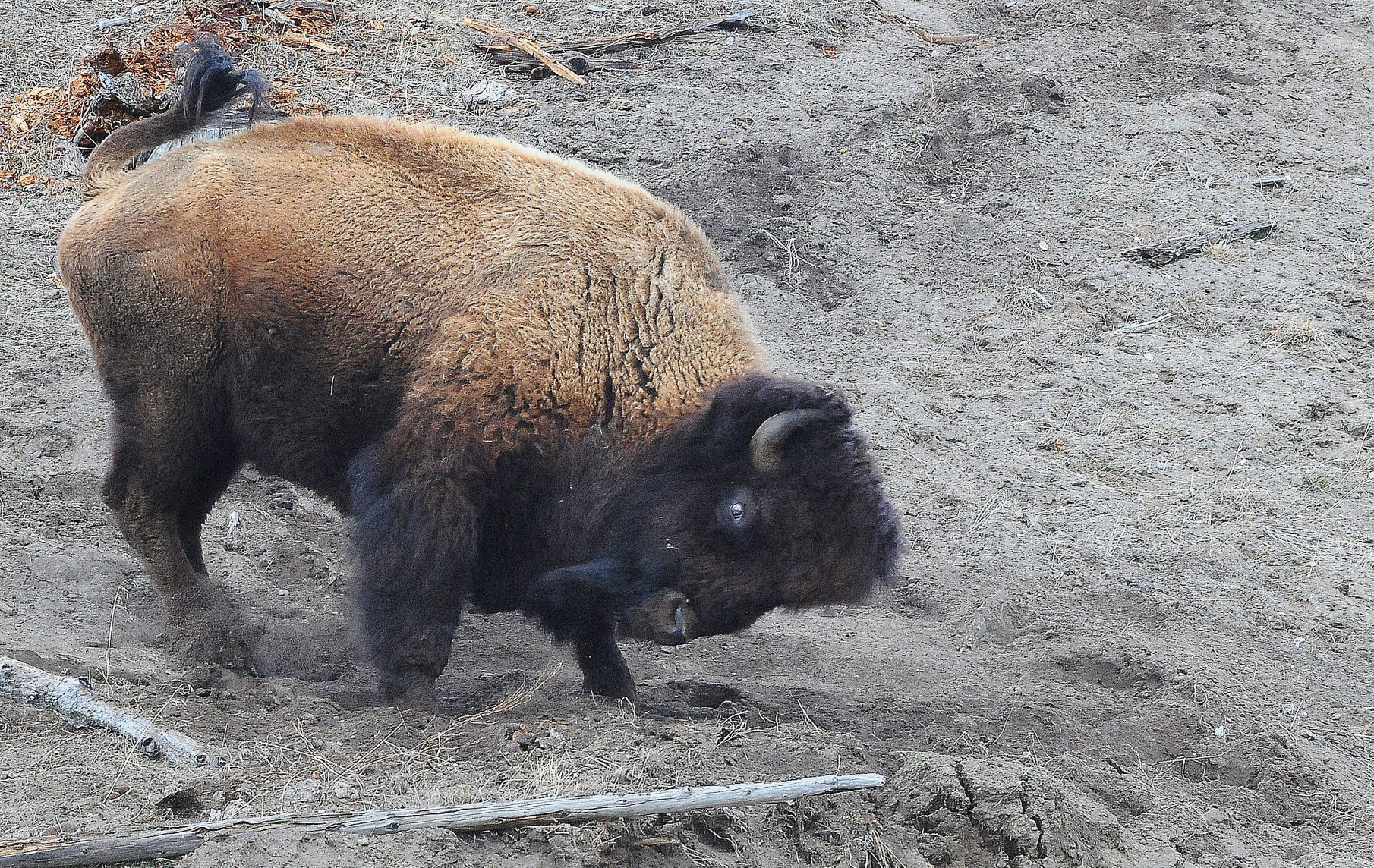 Bison bull